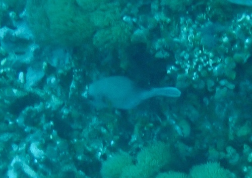 Blackspotted Puffer — seen at this dive site