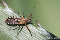 Cosmoclopius nigroannulatus