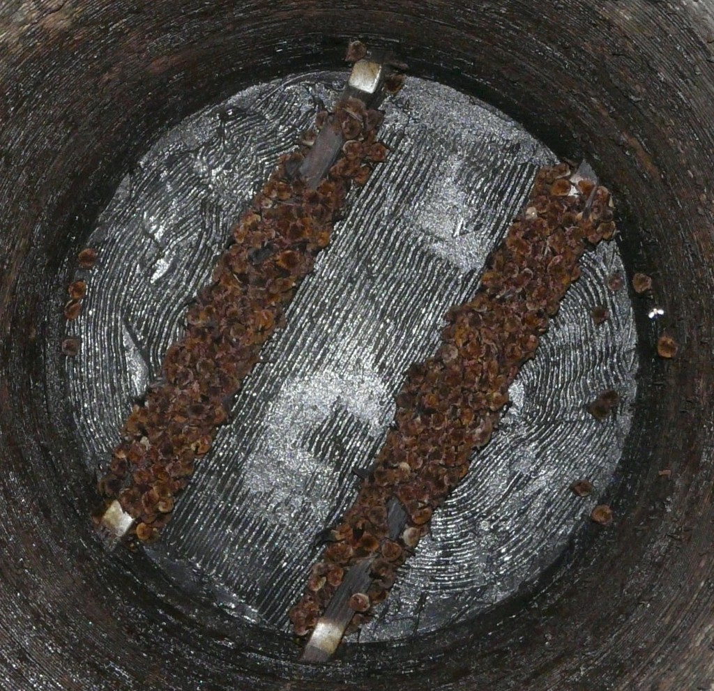 Southeastern Myotis
