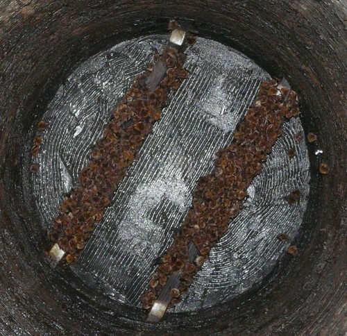 Southeastern Myotis (Myotis austroriparius), a species recorded in Florida