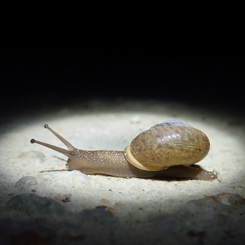 White-lip Globe Snail, 17174 Tierra Buena Dr, Plantersville, TX, US, photo 6 of 10