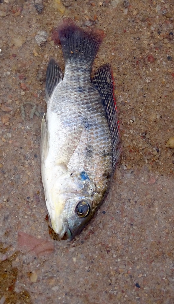 Kariba bream (Oreochromis mortimeri) — Cichlidae