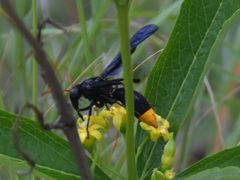 Synagris analis