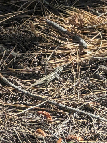 iNaturalist observation photo of Common Sagebrush Lizard