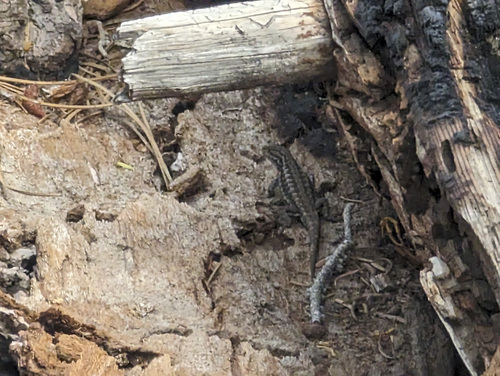 iNaturalist observation photo of Common Sagebrush Lizard