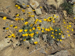 Eschscholzia androuxii
