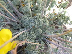 Eschscholzia androuxii
