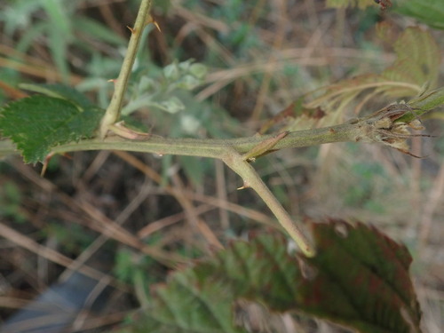 Image of White Bramble (Rubus rigidus) by (c) agujaceratops, some rights reserved (CC BY)