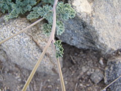 Eschscholzia androuxii