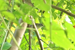 Cantorchilus leucotis