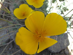 Eschscholzia androuxii