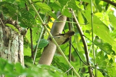 Cantorchilus leucotis