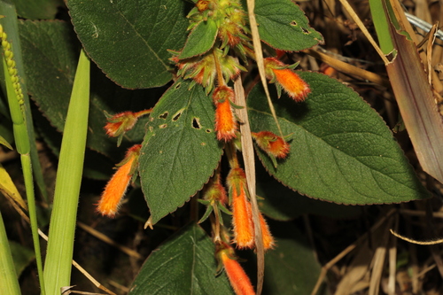 Image of Kohleria hirsuta by (c) Andrés Ramírez-Barrera, some rights reserved (CC BY)
