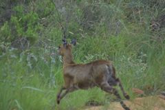 Oreotragus oreotragus transvaalensis