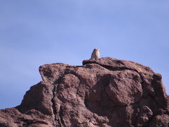 Carpodacus synoicus