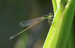 Argentagrion ambiguum