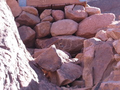 Cercotrichas galactotes