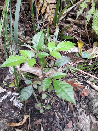 Vitex lucens