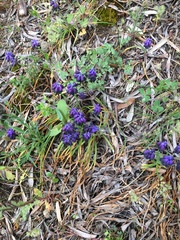Agapanthus praecox