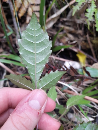 Vitex lucens