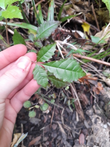 Vitex lucens