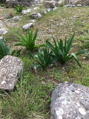 Agapanthus praecox