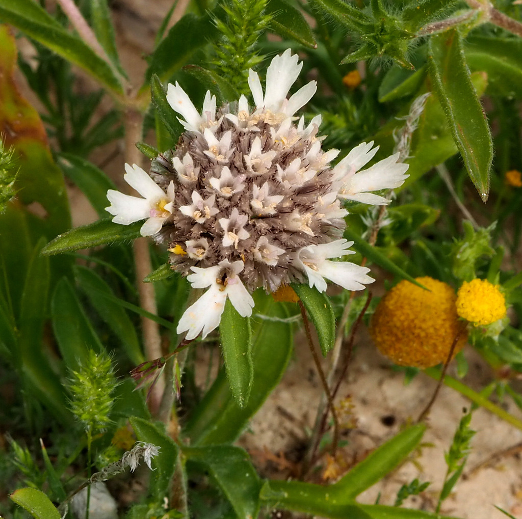Lomelosia porphyroneura