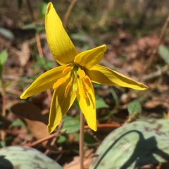 Erythronium rostratum