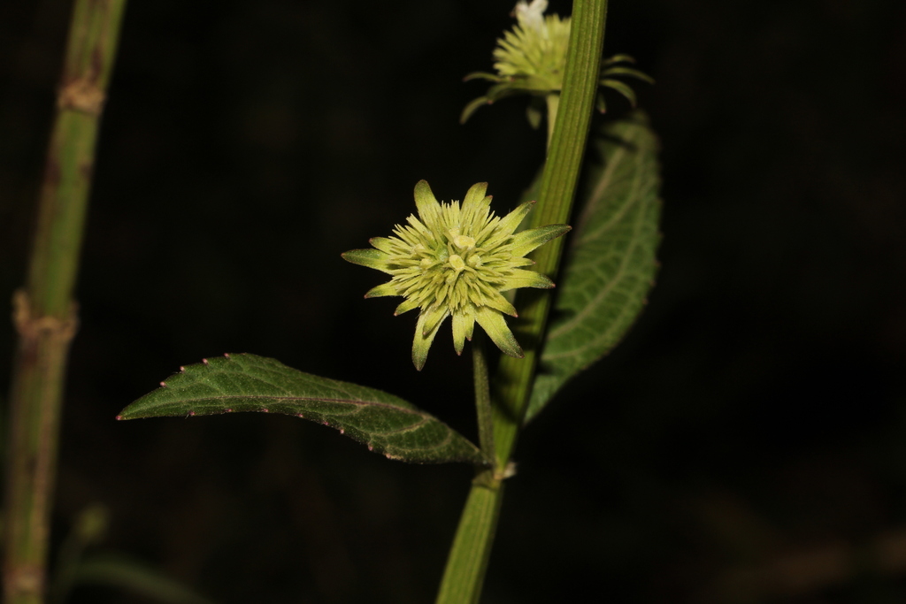 Hyptis savannarum