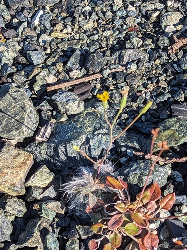 Bolander's hawkweed (Hieracium bolanderi)