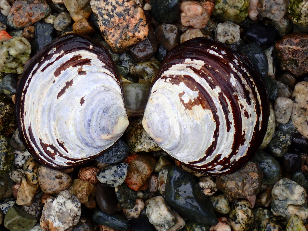 Purple Mahogany Clam from Belcarra Regional Park, BC, Canada on October ...