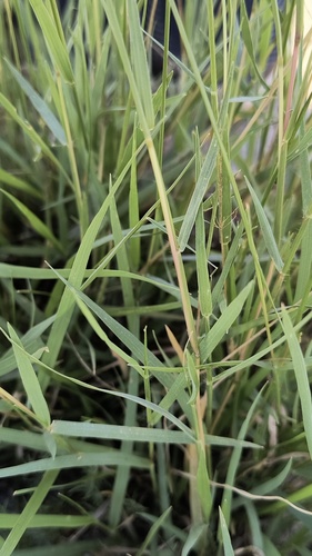 Sporobolus pyramidatus