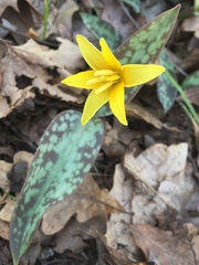 Erythronium rostratum