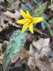 Erythronium rostratum
