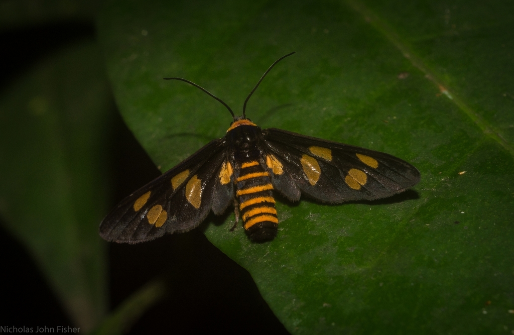 Eressa angustipenna