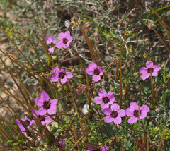Erodium crassifolium