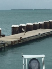 Ardea herodias occidentalis × wardi