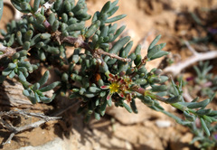 Gymnocarpos decander