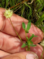 Trifolium depauperatum