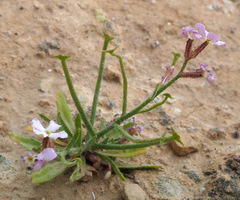 Matthiola longipetala