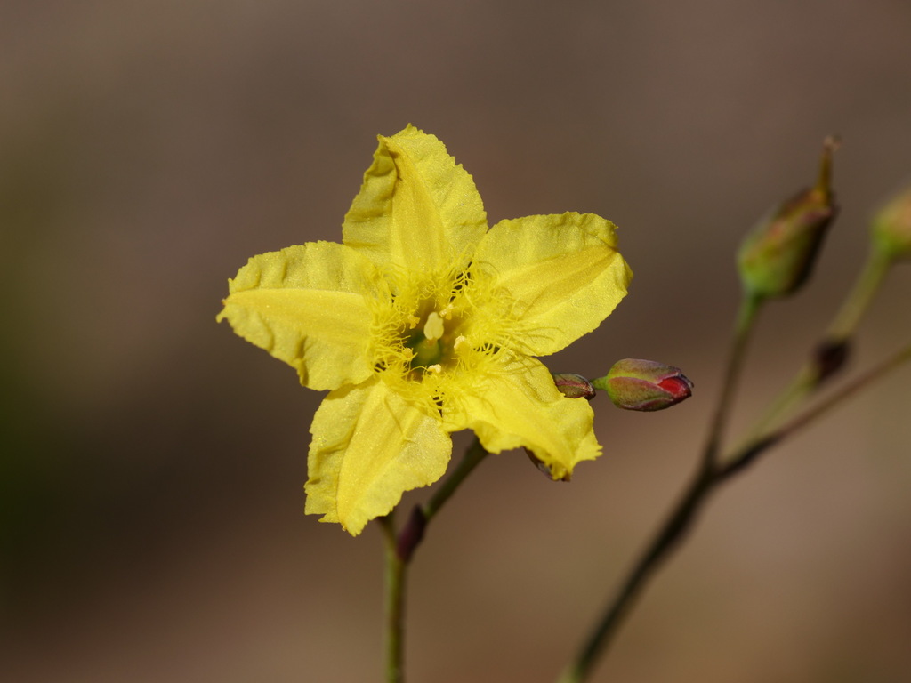 Ornduffia parnassiifolia