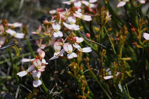 Image of Stylidium junceum by (c) Hugo Innes, some rights reserved (CC BY)