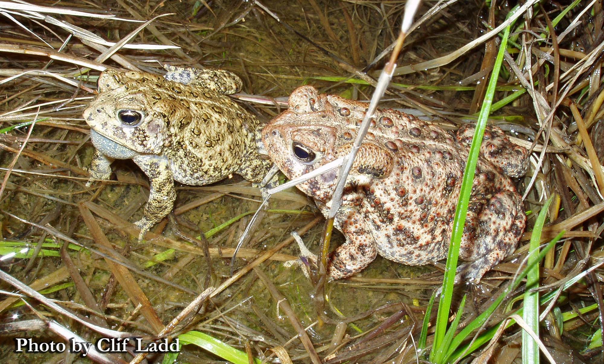 Anaxyrus Houstonensis (Sanders, 1953)