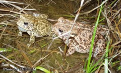 Anaxyrus houstonensis