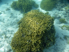 Porites cylindrica