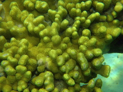 Porites cylindrica