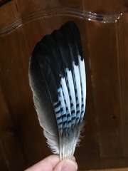 Garrulus glandarius graecus