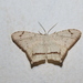 Thysanocraspeda squamiplaga - Photo (c) Lepidoptera Colombiana 🇨🇴, algunos derechos reservados (CC BY-NC), subido por Lepidoptera Colombiana 🇨🇴