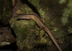 Saproscincus challengeri