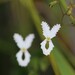 Stylidium spinulosum - Photo (c) Hugo Innes, algunos derechos reservados (CC BY), subido por Hugo Innes